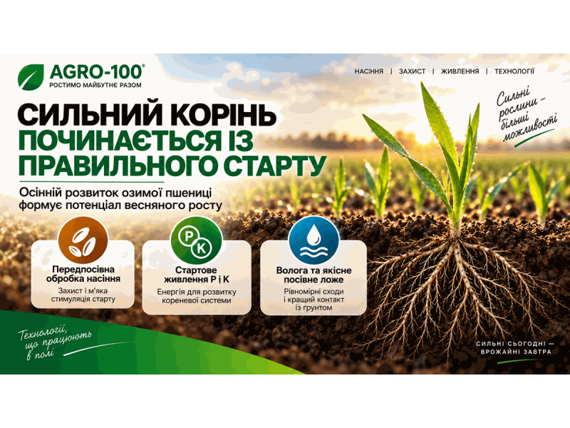 Як сформувати сильну кореневу систему озимої пшениці восени