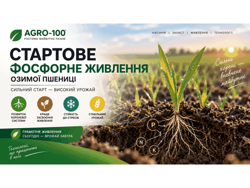 Стартове фосфорне живлення озимої пшениці: коли, скільки і як вносити