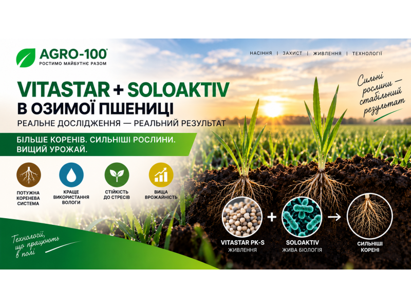ВітаСтар + СолоАктив на озимій пшениці: що показало дослідження МНАУ 2025–2026