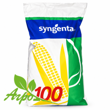 Насіння кукурудзи СИ Каріока від Сінгента/Syngenta