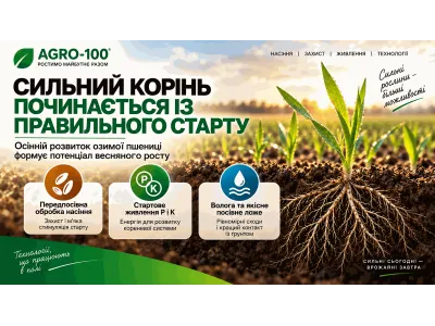 Як сформувати сильну кореневу систему озимої пшениці восени