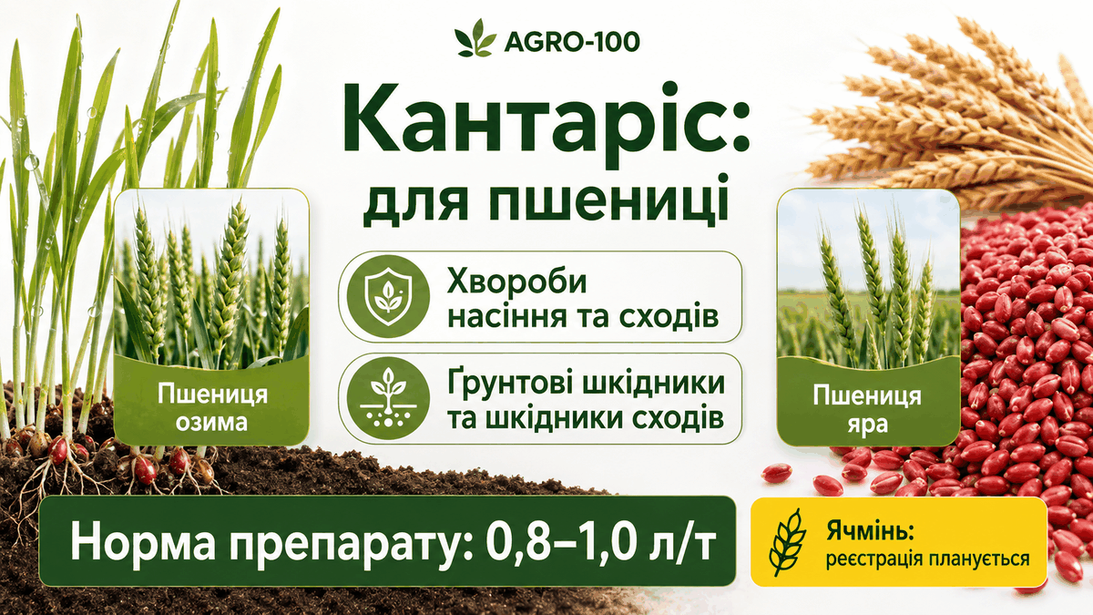 Кантаріс для озимої та ярої пшениці: норма 0,8–1,0 л/т