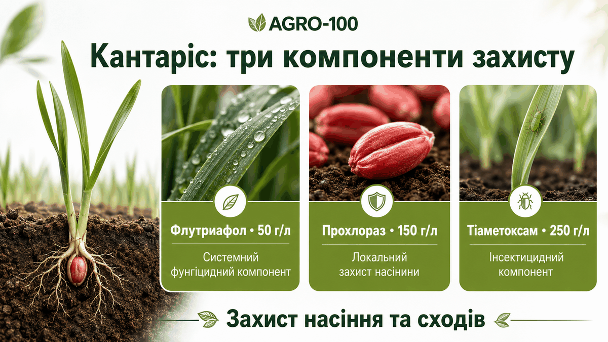 Кантаріс: флутриафол, прохлораз і тіаметоксам — три компоненти захисту